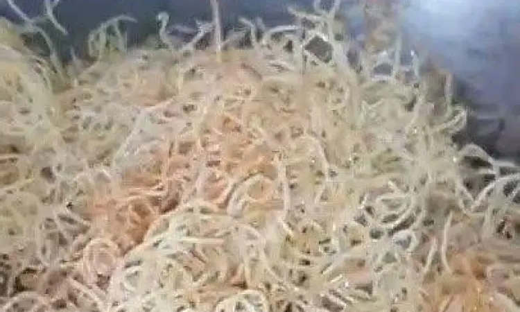 Proses penggorengan mie kering makassar