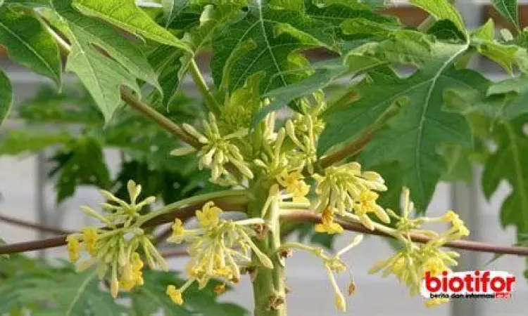 Bunga Pepaya Segar Bunga pepaya mentah yang masih segar di pohon