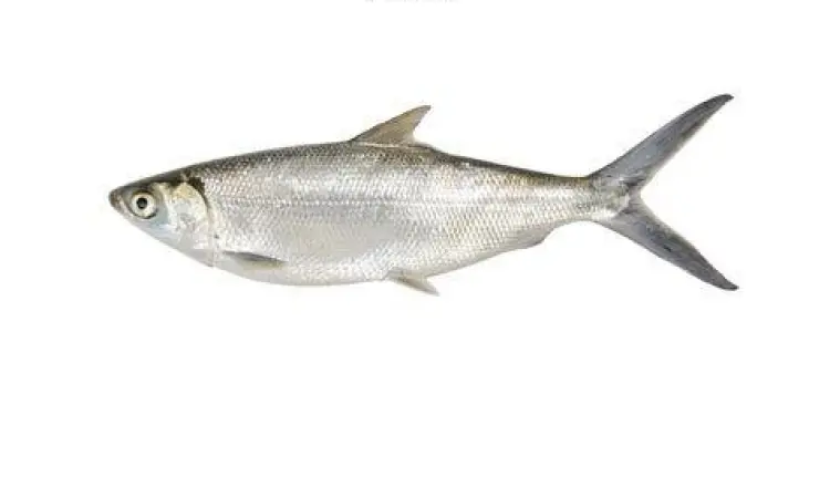 Memilih ikan bandeng segar di pasar tradisional