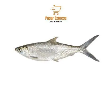 Ikan Bandeng Segar Memilih ikan bandeng segar di pasar tradisional