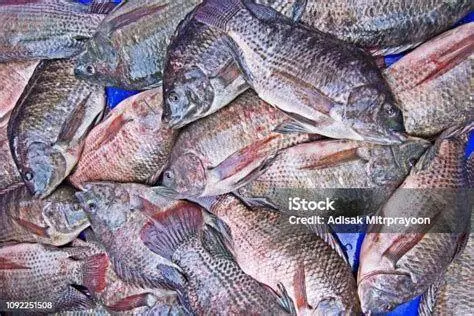 Ikan Nila Segar Ikan nila segar berkualitas