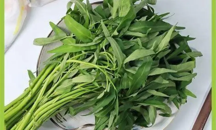 Kangkung darat segar untuk bahan cah kangkung