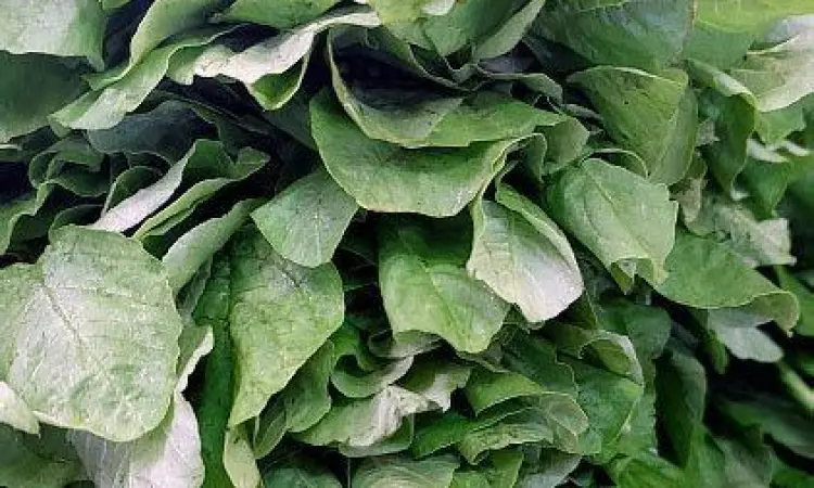 Daun bayam hijau segar baru dipetik