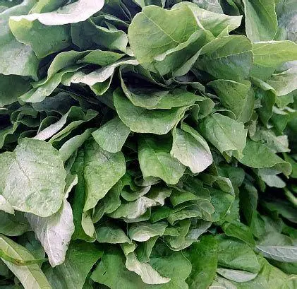 Bayam Segar Daun bayam hijau segar baru dipetik