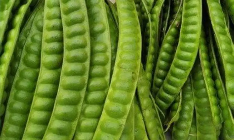 Memilih Pete Segar Biji pete segar berkualitas tinggi untuk memasak