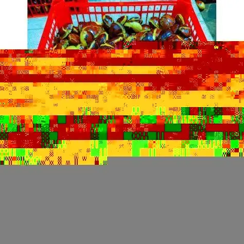 Jengkol Tua Berkualitas Memilih jengkol tua untuk gulai