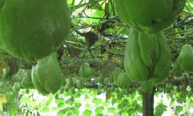 Kebun Labu Siam Perkebunan labu siam organik di dataran tinggi