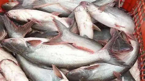 Membersihkan Ikan Patin Proses melumuri potongan ikan patin dengan jeruk nipis