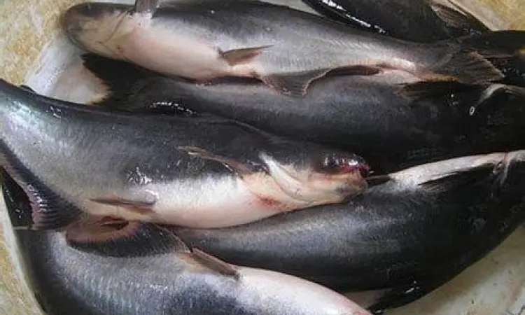 Pemilihan Bahan Baku Ikan Patin Memilih ikan patin segar untuk dibakar