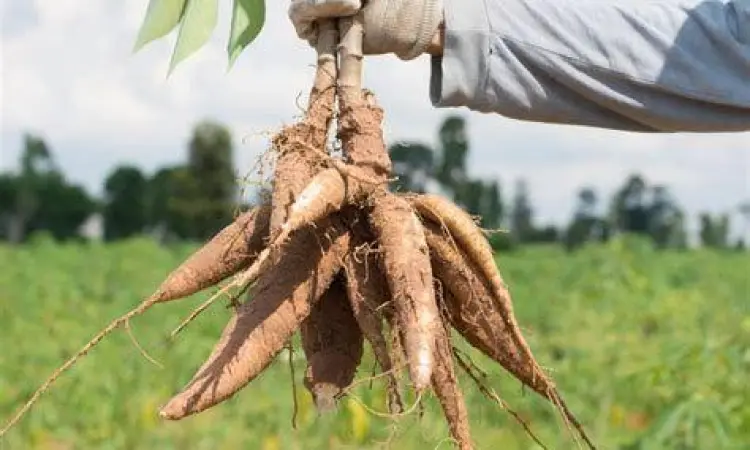 Ciri Singkong Berkualitas memilih singkong mentega segar untuk digoreng