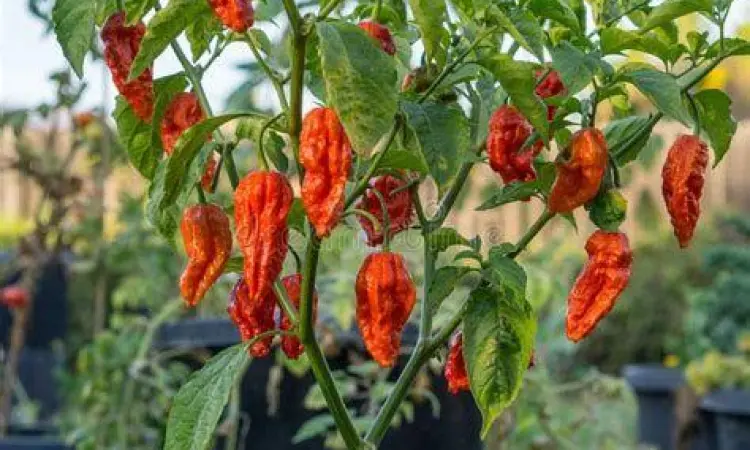 Cabai Bhut Jolokia segar yang merupakan bahan dasar mie ghost pepper