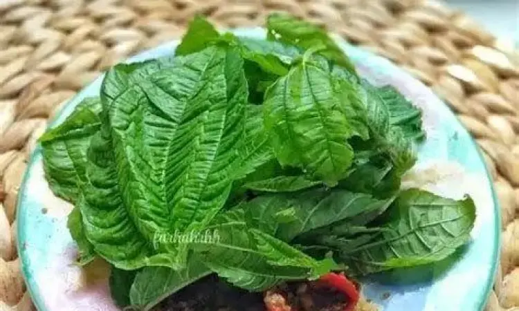 Daun Pohpohan Sunda Daun pohpohan segar sebagai lalapan sunda