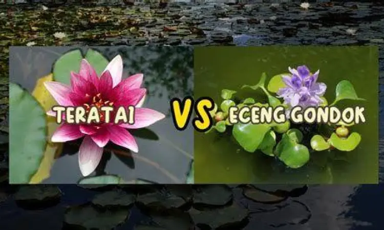 Perbandingan visual eceng gondok dengan tanaman teratai