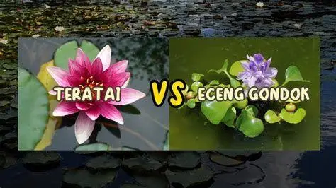 Eceng Gondok vs Teratai Perbandingan visual eceng gondok dengan tanaman teratai