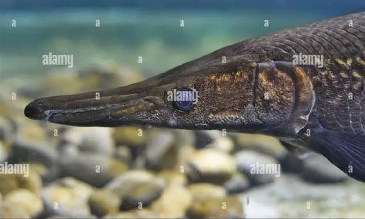 Moncong Alligator Gar Close up moncong ikan Alligator Gar