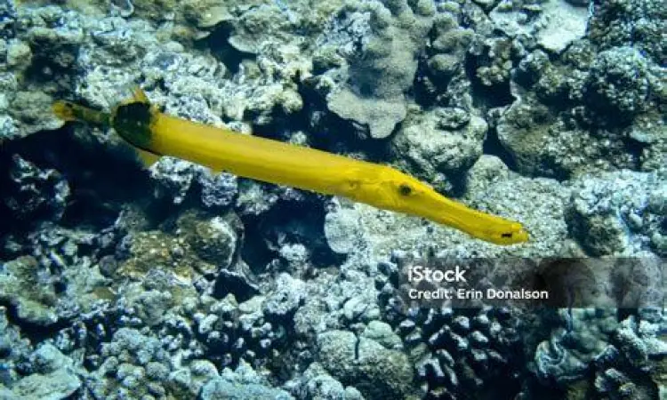 Trumpetfish Berkamuflase Trumpetfish di terumbu karang