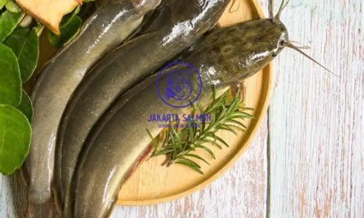 Ikan Lele Segar Cara memilih ikan lele segar di pasar tradisional