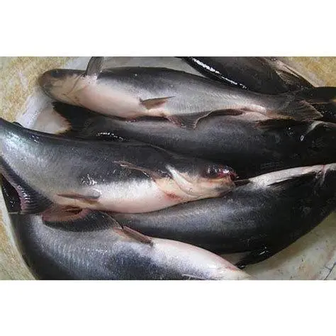 Ikan Patin Segar Memilih ikan patin segar untuk masakan bumbu kuning