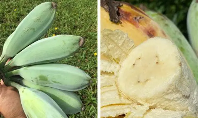 Warna Khas Blue Java Banana Warna kulit biru pada Blue Java Banana