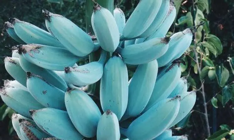 Daging Buah Blue Java Daging buah Blue Java Banana yang berwarna putih bersih