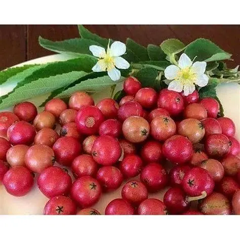 Buah Ceri Kampung Matang buah ceri kampung merah matang di pohon