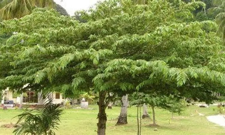 Pohon Kersen Peneduh pohon kersen rindang di halaman rumah sebagai peneduh