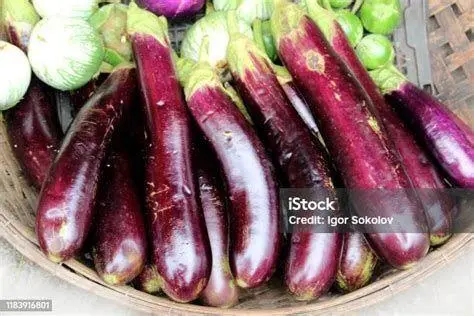 Terong Ungu Segar Memilih terong ungu berkualitas untuk ditumis