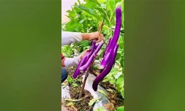 Proses memotong terong ungu menjadi bagian kecil