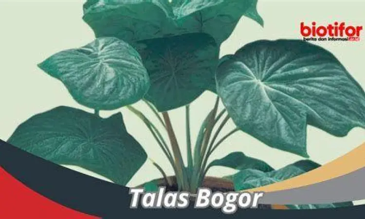 Varietas Talas Bogor Perbedaan jenis talas bogor pratama dan semir
