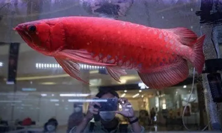 Arwana Super Red Kalimantan Gambar ikan arwana super red kualitas kontes