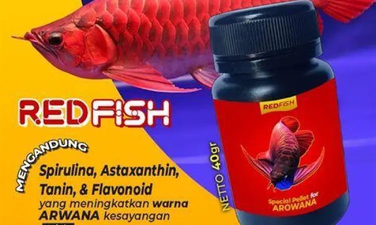 Berbagai jenis pakan alami ikan arwana