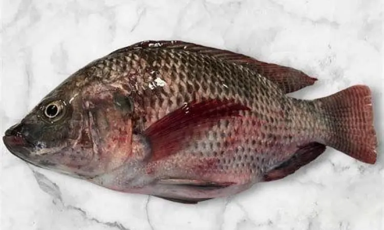 Membersihkan Ikan Nila Proses pembersihan ikan nila segar