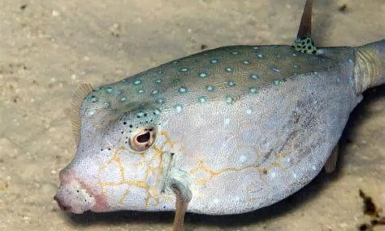 Ikan kudu kudu berenang di terumbu karang