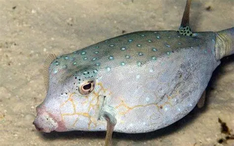 Habitat Ikan Kudu Kudu Ikan kudu kudu berenang di terumbu karang