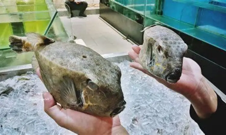Ikan Kudu Kudu Segar Memilih ikan kudu kudu segar di pasar ikan