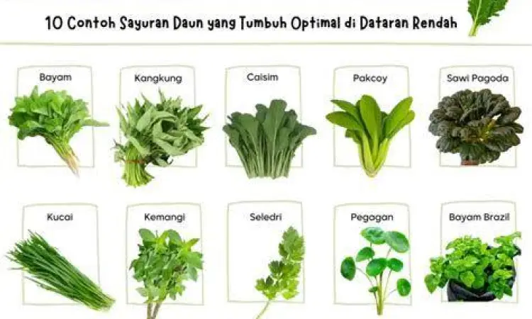 Jenis sayuran hijau daun yang kaya klorofil