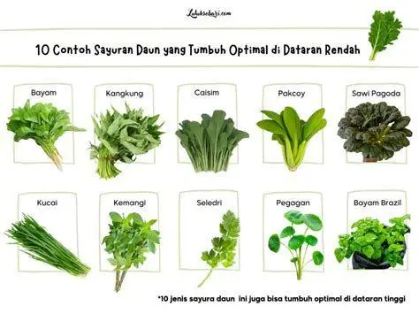 Sayuran Hijau Daun Jenis sayuran hijau daun yang kaya klorofil