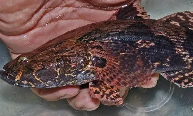 Ikan Betutu Hidup Ikan betutu hidup berkualitas super