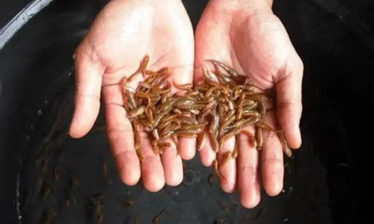 Bibit ikan betutu berkualitas untuk budidaya