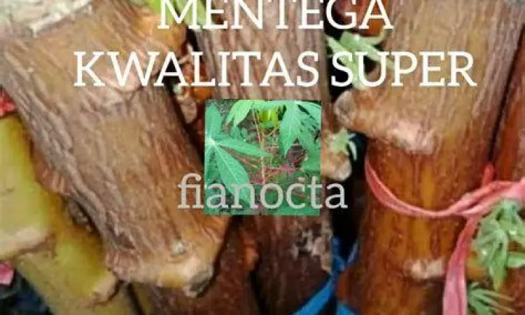 Memilih Singkong Mentega Singkong mentega yang sudah dikupas bersih