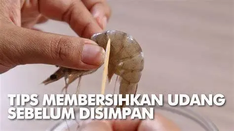 Persiapan Udang Segar Proses membersihkan udang segar