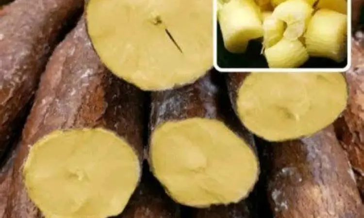 Singkong mentega mentah untuk bahan getuk