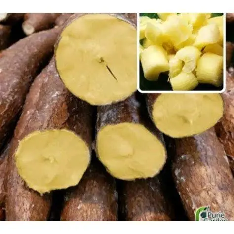 Singkong Mentega Berkualitas Singkong mentega mentah untuk bahan getuk