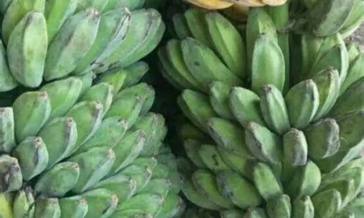 Pisang kepok kuning matang untuk digoreng