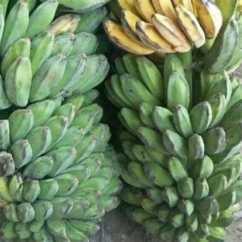 Bahan Utama Pisang Goreng Pisang kepok kuning matang untuk digoreng