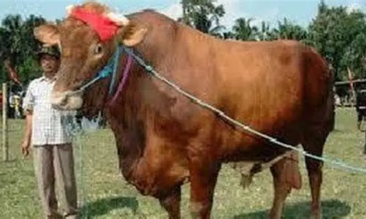 Sapi limosin jumbo ukuran raksasa di peternakan