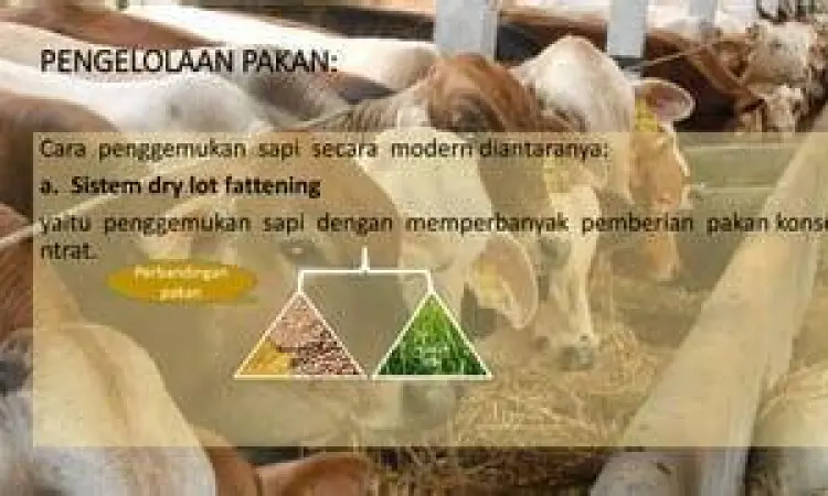 Pemberian pakan konsentrat pada sapi limosin