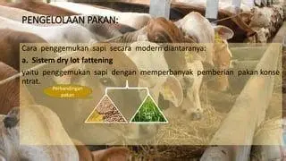 Pakan Sapi Limosin Pemberian pakan konsentrat pada sapi limosin