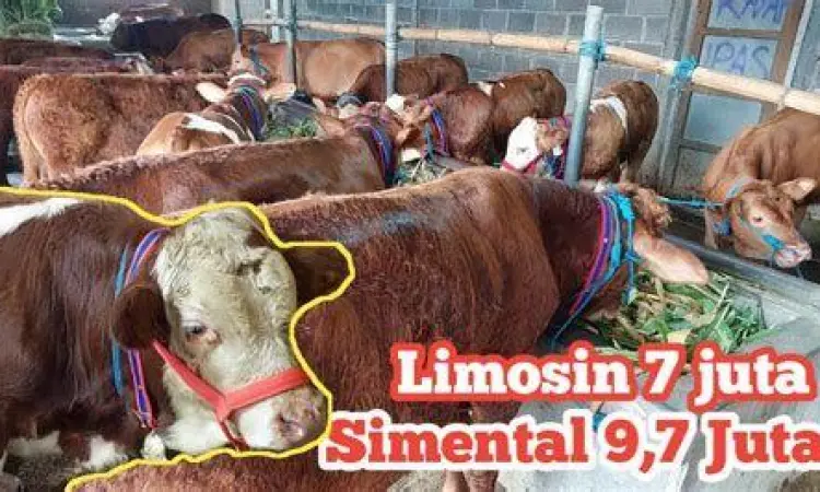 Pedet atau bakalan sapi limosin kualitas super