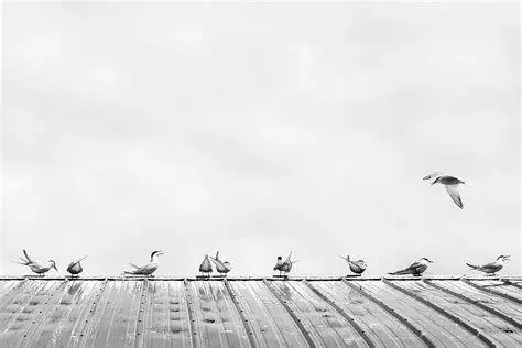 Minimalisme Estetik Fotografi minimalis yang keren dan bersih